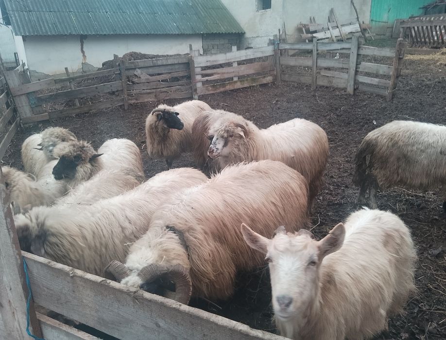 Oi turcane de vanzare