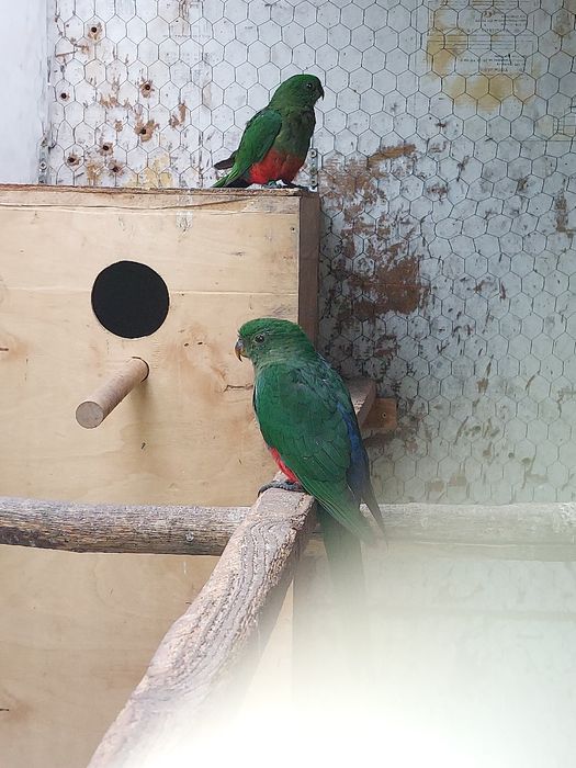 Papagali rege tineret