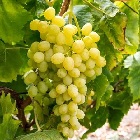 Vita de vie la ghiveci anul 3 pe rod de masa cu si fara samburi