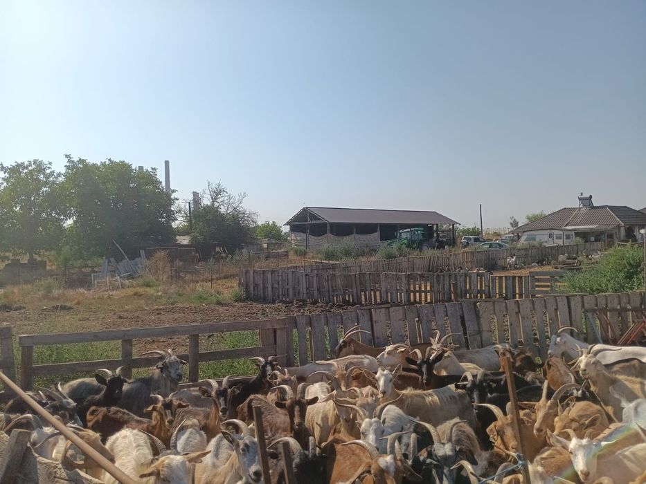 Vând 50 de capre pe ales din 100