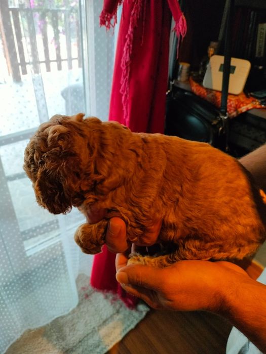 Pudel red mini toy fetita disponibil