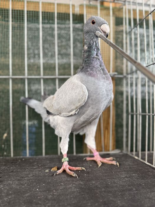 Voiajori germani Barless