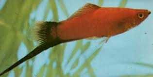 Pesti de Acvariu  Xifo si Platy