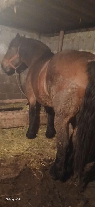 De vânzare iapă de 6 ani cu acte în regulă