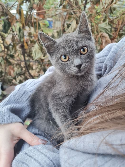 Красивый котенок, отдам в хорошие руки