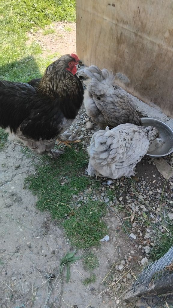 Vând familie brahma albastru 4 gaini și un cocoș,și 2 albe din imagin