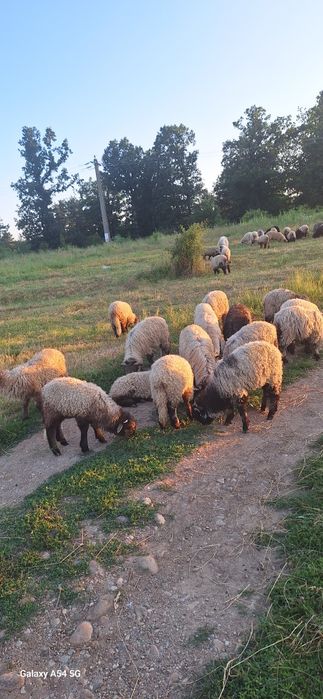Vând oi si miei  de tinut sau taiat