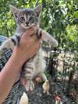 Подарявам котета