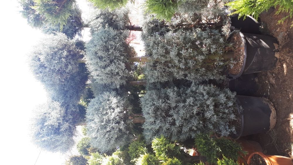 Plante ornamentale ptr gradina tuia brazi gazon piatra naturala