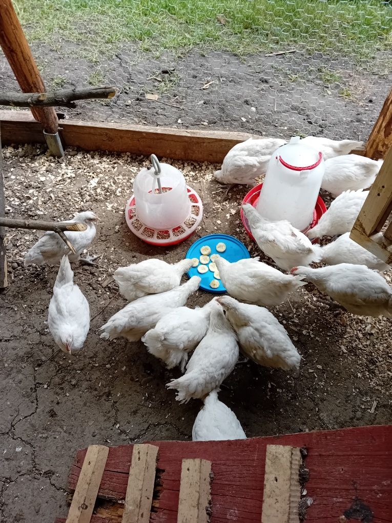 Pasari La bresse de 3 luni