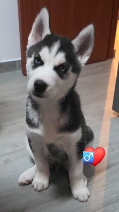 Pui husky siberian