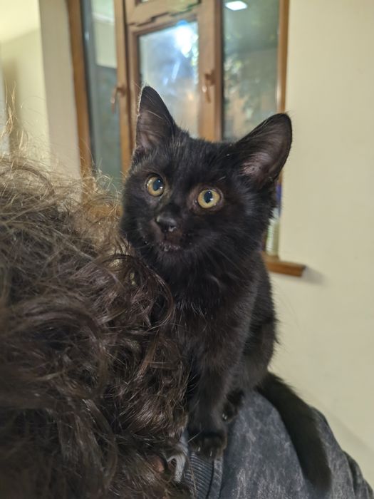 Котёнок чёрный мальчик ищет дом, 2 месяца