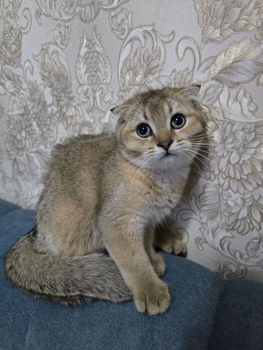 Продаю котенок Скотиш Фолд