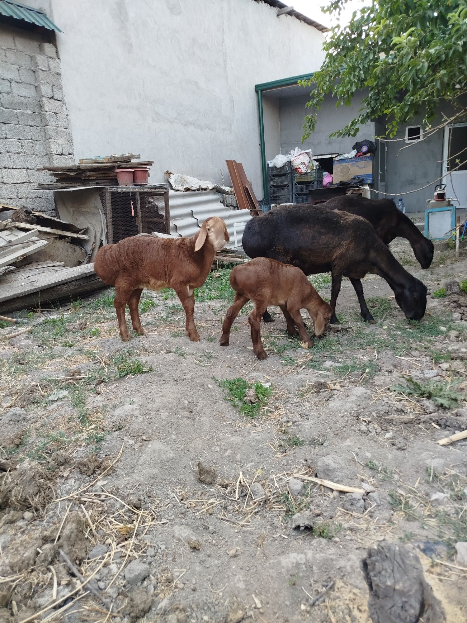 Qoylar sotiladi xammasi birga