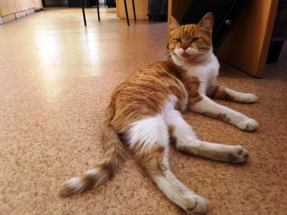 рыжая красавица ищет дом