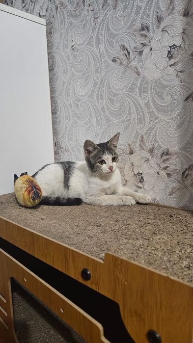 Котенок в добрые руки