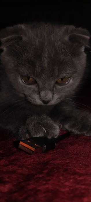 Йакинда олинган акилли