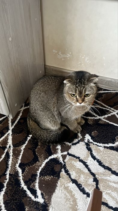 Britanskaya shinshilla sotiladi