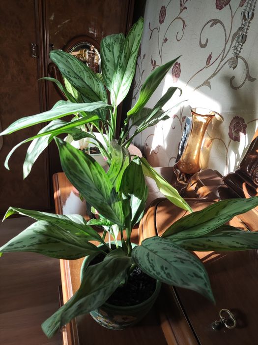 Цветы комнатные, озеленение