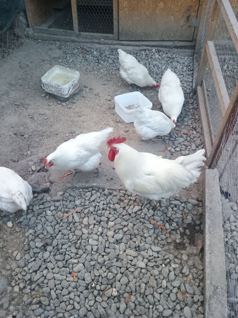 Vând oua pentru incubat rasa Marans și Bress!!!