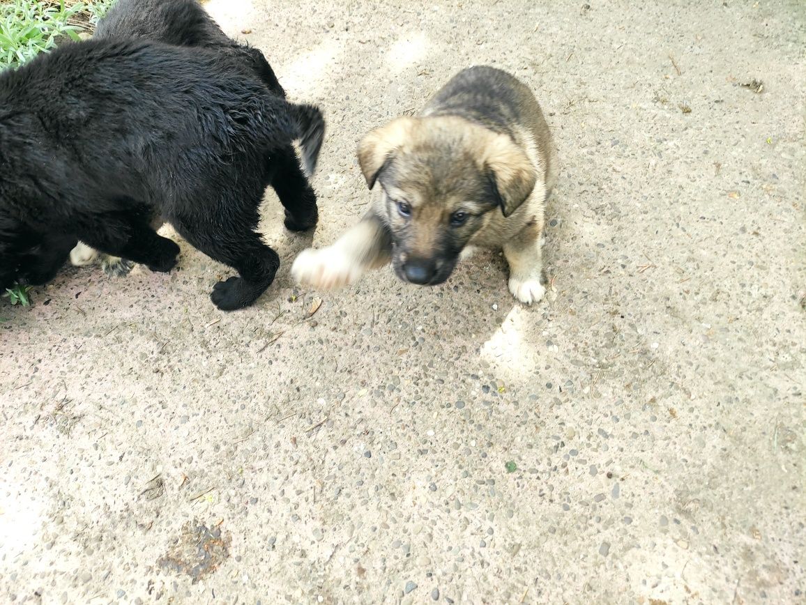 Donez căței metis Ciobanesc german negru