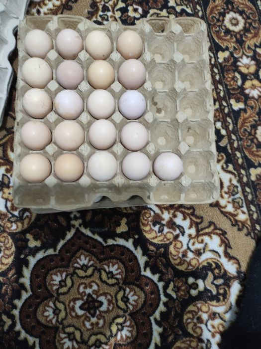 Яйцо домащни, Уй тауык жумырткасы