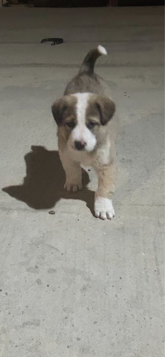 Еркек кушык сатылады