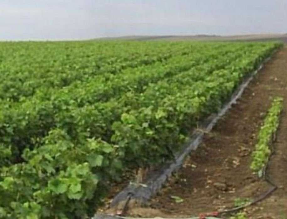 Butasi vita de vie  pomi fructiferi columnari 50+25 gratis