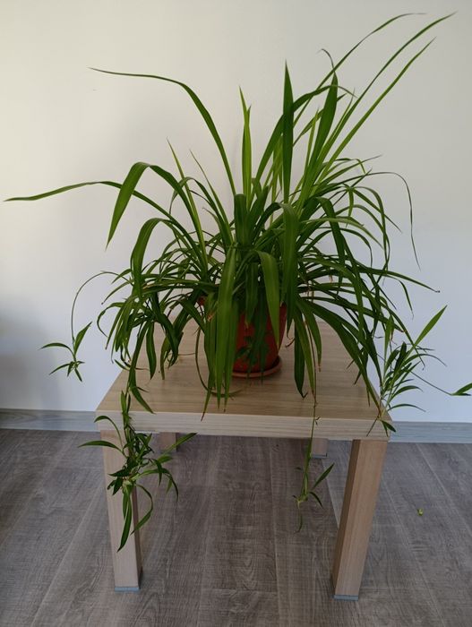 Большой хлорофитум цветок