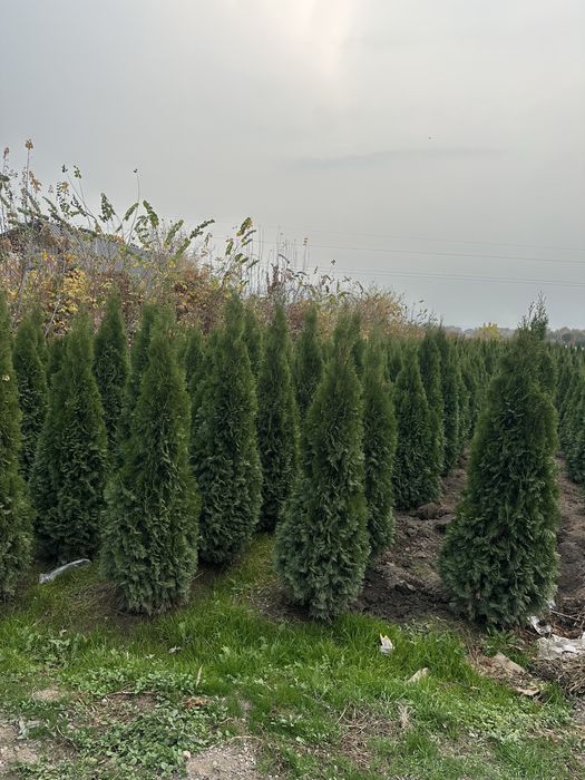 Туя Смарагд. Туя смарагд Туя смарагд