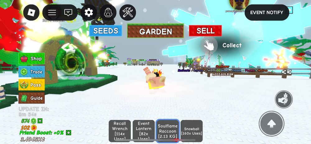 Продам енота из вырасти сад