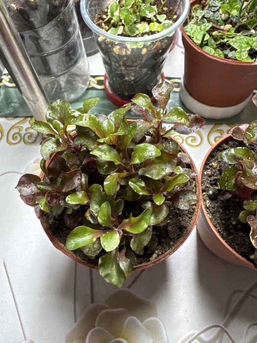 Продам аквариумные цветы!