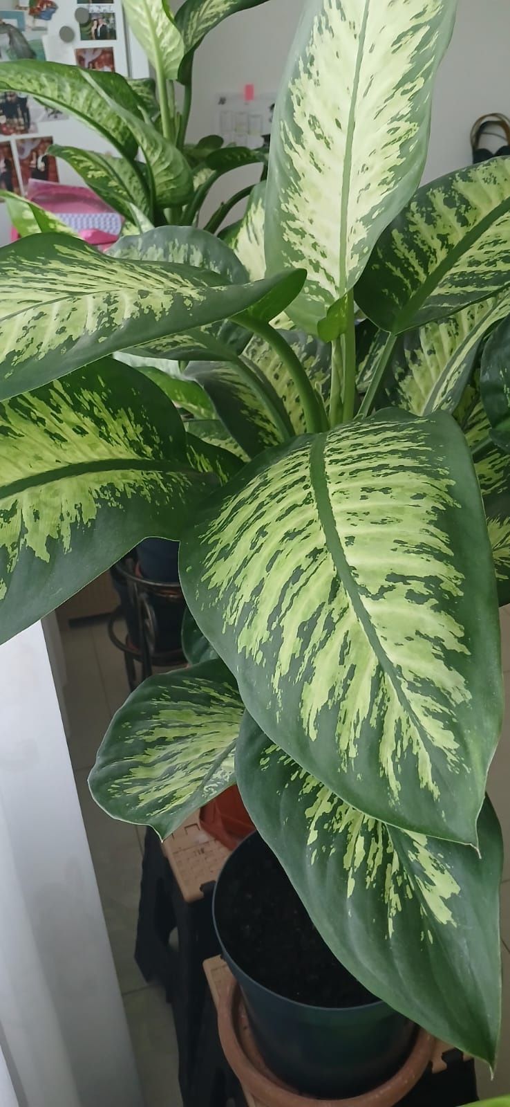 Vând flori superbe dieffenbachia