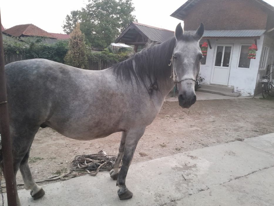 Cal de vânzare beleti