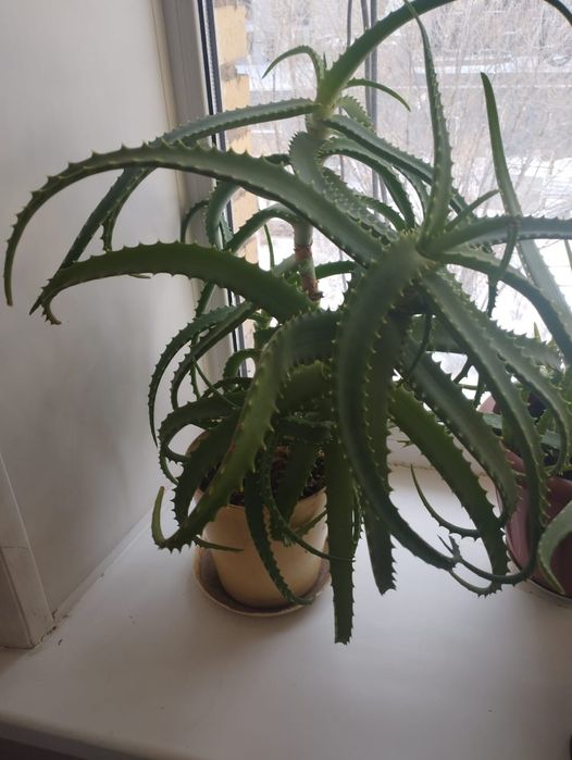 Алое столетник, алоэ Вера в горшках