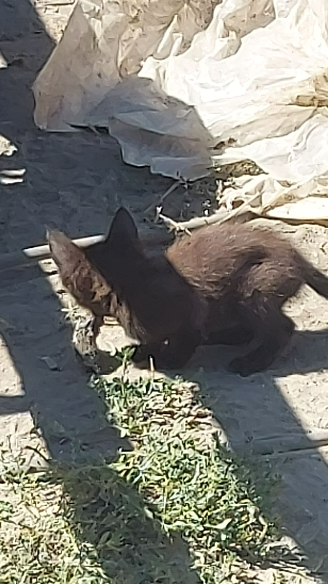 Котята. Отдам бесплатно