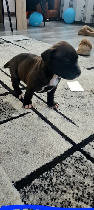 American Staffordshire Terrier