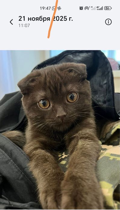 Кот британский весло ухи