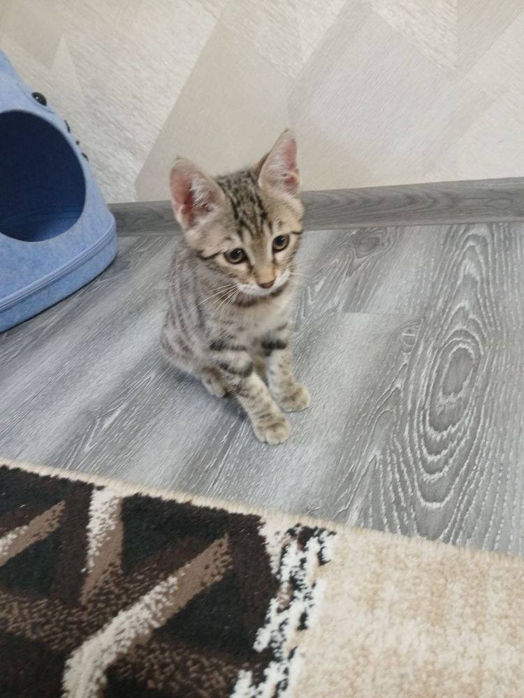 Бенгалский кошки смещанный
