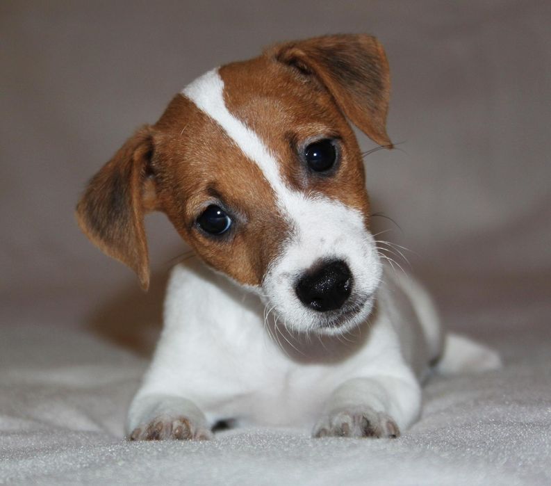 Щенок породы Джек рассел терьер