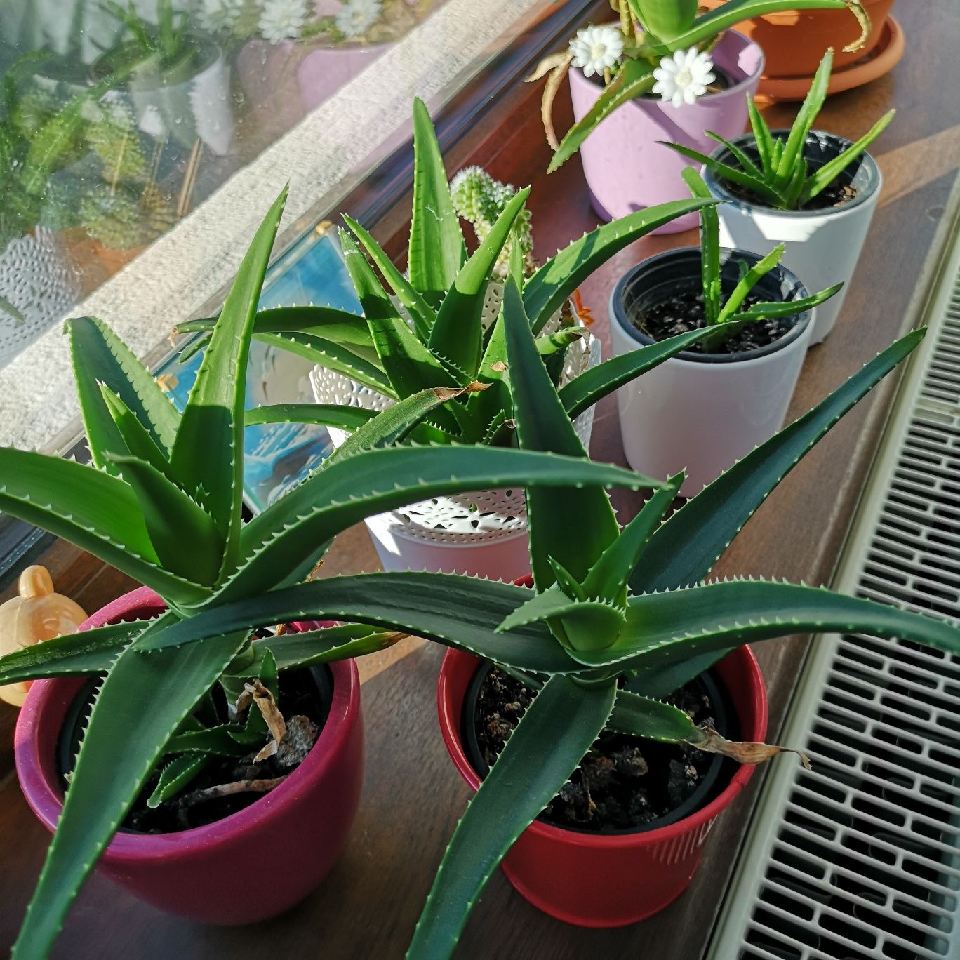 Aloe Vera medicinala