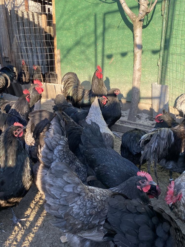 Australorp oua incubat