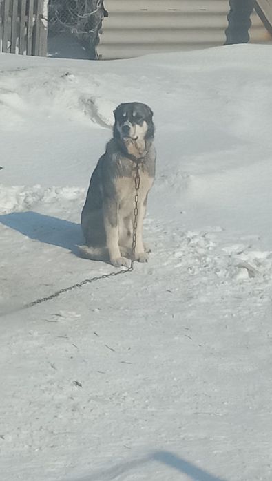 Алабай 9 месецов кабель