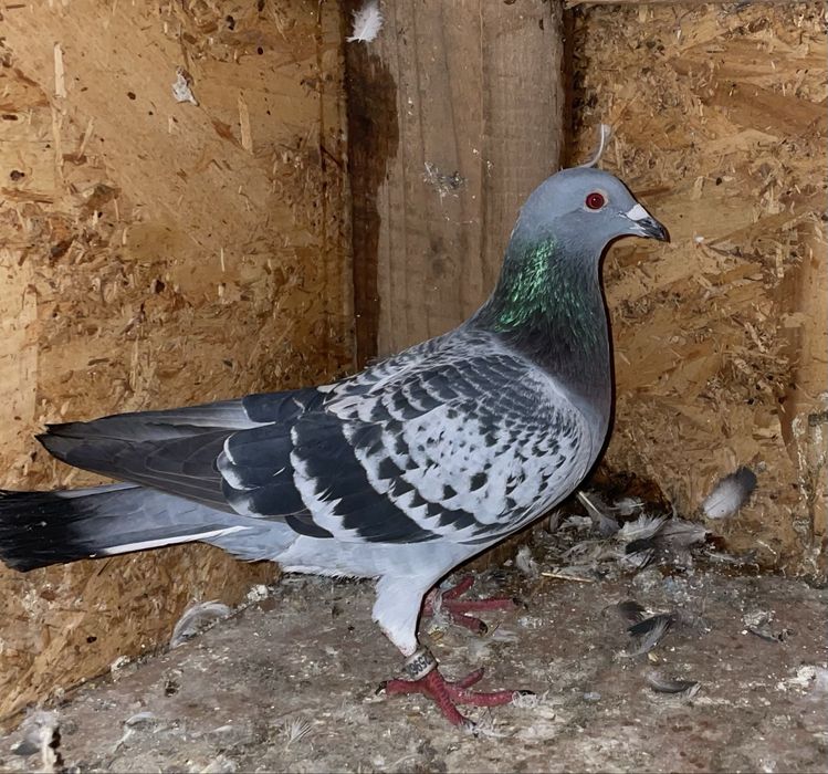 Vand porumbei voiajori de anul asta2025 cu talon ucp