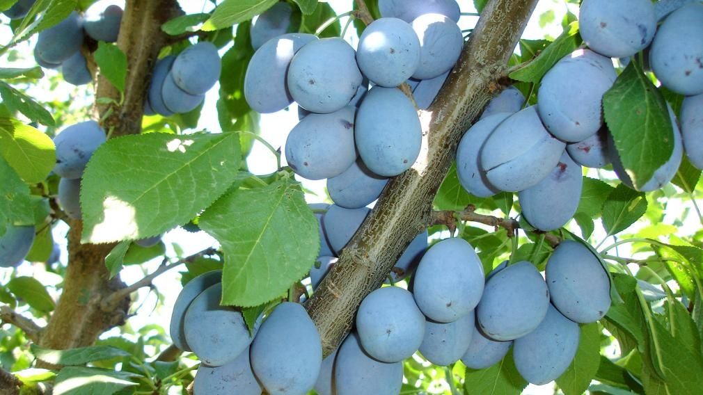 Prune de vanzare