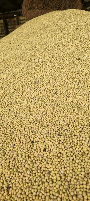 Soia productie 2025 2,5 ron kg