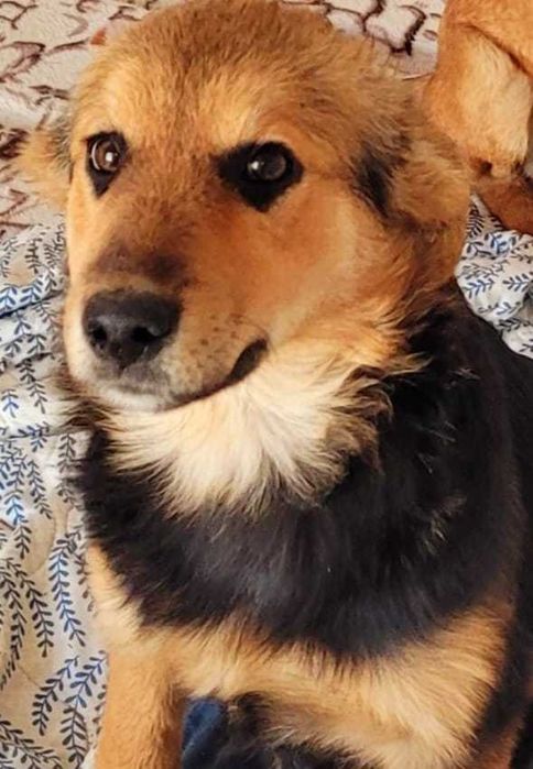 4 cateluse de 5 luni si 1 saptamana