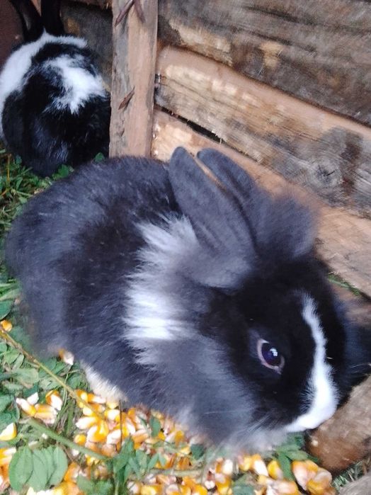 Vând iepuri de rasă cap de leu