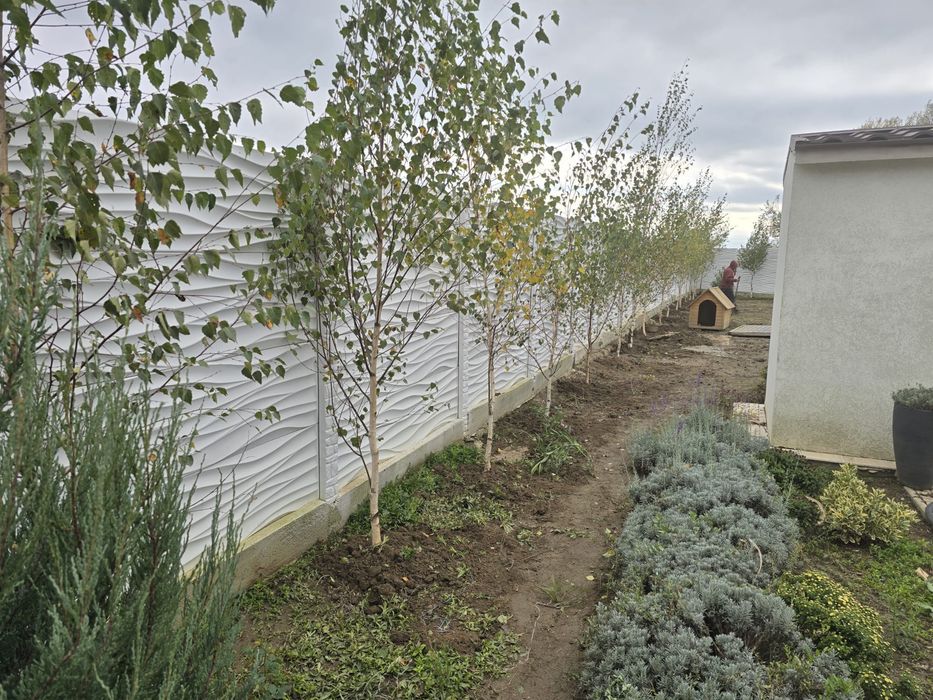 Mestecan alb decorativ