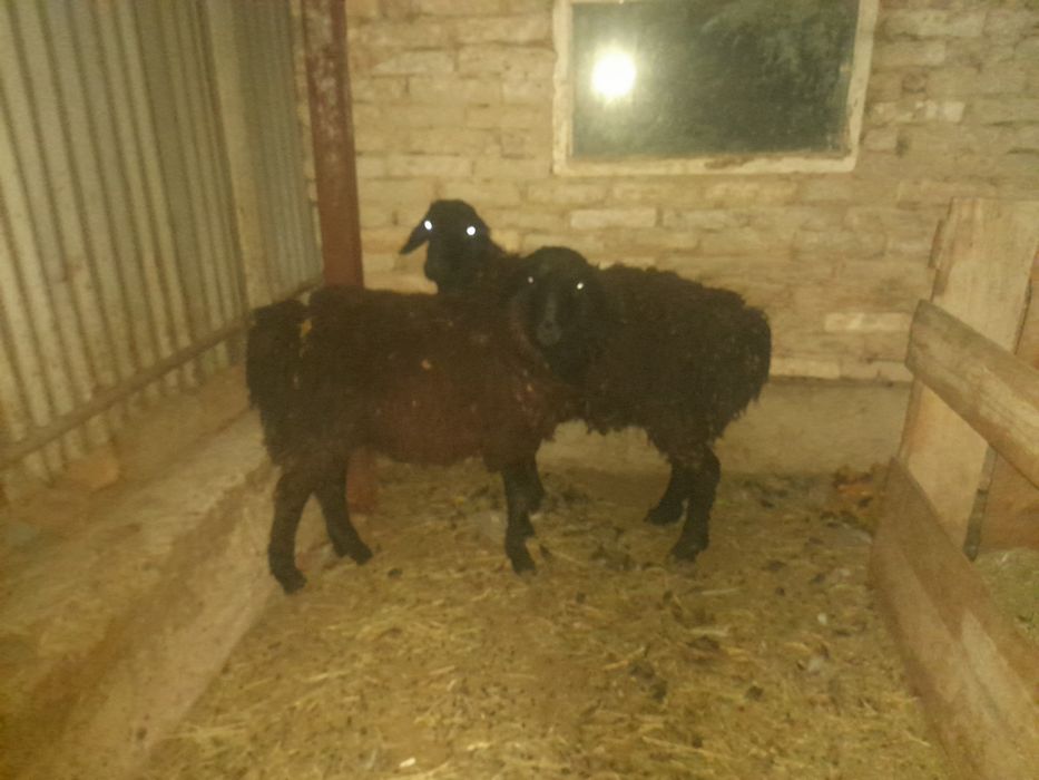 Токты кошкарлар сатылады